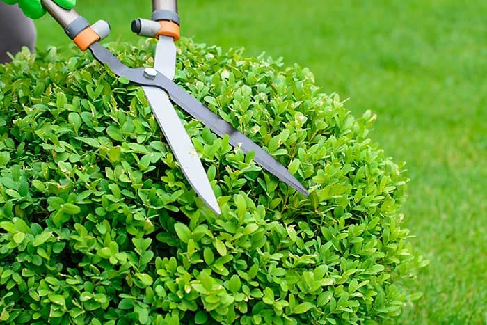 Shrub or hedge trimming work